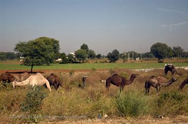 01 PKW-Reise_Jaipur-Fatehpur_Sikri_DSC5362_b_H600